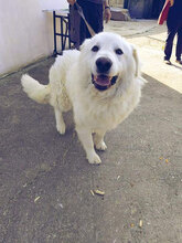 LYON, Hund, Maremmano in Italien - Bild 5
