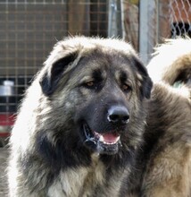 LEON, Hund, Kaukasischer Hirtenhund in Spanien - Bild 1