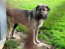 LEON, Hund, Kaukasischer Hirtenhund in Spanien - Bild 2