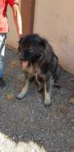 LEON2, Hund, Kaukasischer Hirtenhund in Spanien - Bild 2