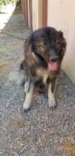 LEON2, Hund, Kaukasischer Hirtenhund in Spanien - Bild 3