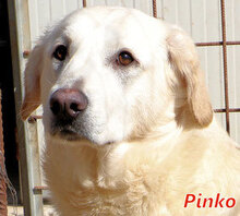 PINKO, Hund, Mischlingshund in Italien - Bild 1