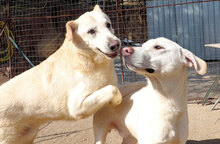 PINKO, Hund, Mischlingshund in Italien - Bild 10