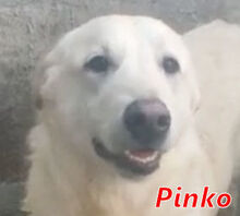 PINKO, Hund, Mischlingshund in Italien - Bild 11
