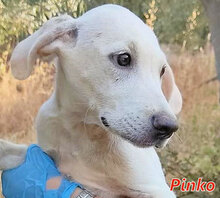 PINKO, Hund, Mischlingshund in Italien - Bild 12