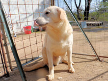 PINKO, Hund, Mischlingshund in Italien - Bild 9