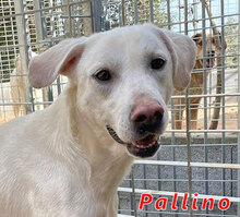 PALLINO, Hund, Mischlingshund in Italien - Bild 1