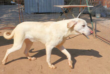 PALLINO, Hund, Mischlingshund in Italien - Bild 10