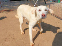 PALLINO, Hund, Mischlingshund in Italien - Bild 11