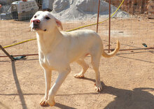 PALLINO, Hund, Mischlingshund in Italien - Bild 12