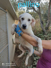 PALLINO, Hund, Mischlingshund in Italien - Bild 15