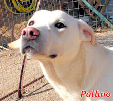 PALLINO, Hund, Mischlingshund in Italien - Bild 9