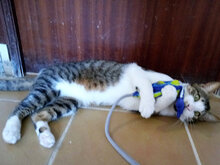 RAYMOND, Katze, Europäisch Kurzhaar in Spanien - Bild 4