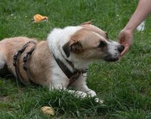 WASKO, Hund, Mischlingshund in Bad Wünnenberg - Bild 12
