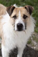 WASKO, Hund, Mischlingshund in Bad Wünnenberg - Bild 17