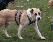 WASKO, Hund, Mischlingshund in Bad Wünnenberg - Bild 5