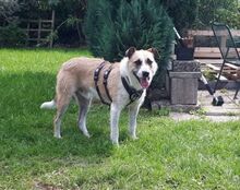 WASKO, Hund, Mischlingshund in Bad Wünnenberg - Bild 6