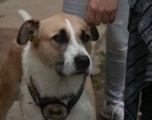 WASKO, Hund, Mischlingshund in Bad Wünnenberg - Bild 7