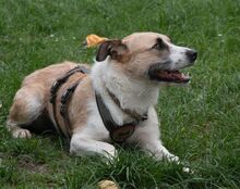 WASKO, Hund, Mischlingshund in Bad Wünnenberg - Bild 8