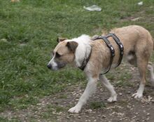 WASKO, Hund, Mischlingshund in Bad Wünnenberg - Bild 9
