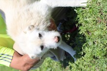 DELSY, Hund, Hütehund-Schnauzer-Mix in Rumänien - Bild 3