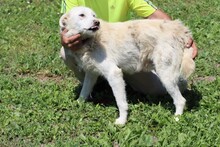 DELSY, Hund, Hütehund-Schnauzer-Mix in Rumänien - Bild 4