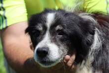 ASIZU, Hund, Border Collie-Mix in Rumänien - Bild 1