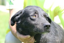 AJAN, Hund, Labrador-Mix in Rumänien - Bild 2