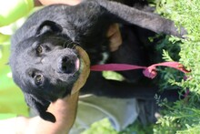 AJAN, Hund, Labrador-Mix in Rumänien - Bild 5