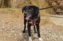 LOXELY, Hund, Mischlingshund in Griechenland - Bild 1
