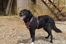 LOXELY, Hund, Mischlingshund in Griechenland - Bild 2