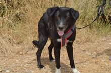 LOXELY, Hund, Mischlingshund in Griechenland - Bild 3