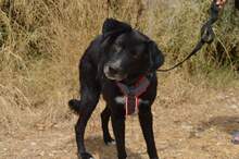 LOXELY, Hund, Mischlingshund in Griechenland - Bild 4
