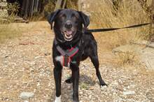 LOXELY, Hund, Mischlingshund in Griechenland - Bild 6