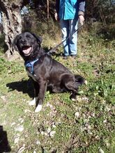 LOXELY, Hund, Mischlingshund in Griechenland - Bild 7
