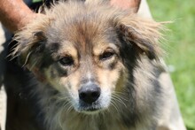 TÖRN, Hund, Collie-Hütehund-Mix in Rumänien - Bild 1