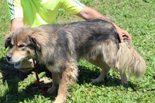 TÖRN, Hund, Collie-Hütehund-Mix in Rumänien - Bild 4