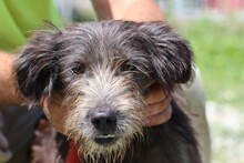 CHAZZ, Hund, Bearded Collie-Mix in Rumänien - Bild 1