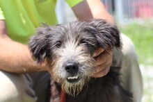 CHAZZ, Hund, Bearded Collie-Mix in Rumänien - Bild 5