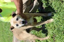 BARNO, Hund, Mischlingshund in Rumänien - Bild 2
