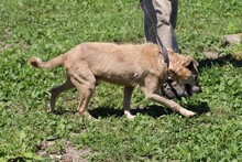BARNO, Hund, Mischlingshund in Rumänien - Bild 3