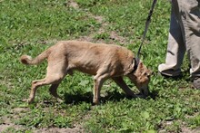 BARNO, Hund, Mischlingshund in Rumänien - Bild 4