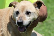 BARNO, Hund, Mischlingshund in Rumänien - Bild 6