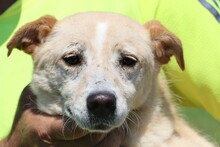 GEONA, Hund, Mischlingshund in Rumänien - Bild 1
