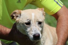 GEONA, Hund, Mischlingshund in Rumänien - Bild 2