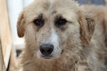 GUAVE, Hund, Collie-Mix in Rumänien - Bild 1