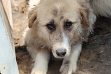 GUAVE, Hund, Collie-Mix in Rumänien - Bild 2