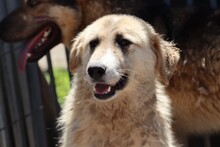 GUAVE, Hund, Collie-Mix in Rumänien - Bild 3