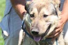 KYRAN, Hund, Labrador-Siberian Husky-Mix in Rumänien - Bild 1