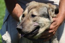 KYRAN, Hund, Labrador-Siberian Husky-Mix in Rumänien - Bild 2